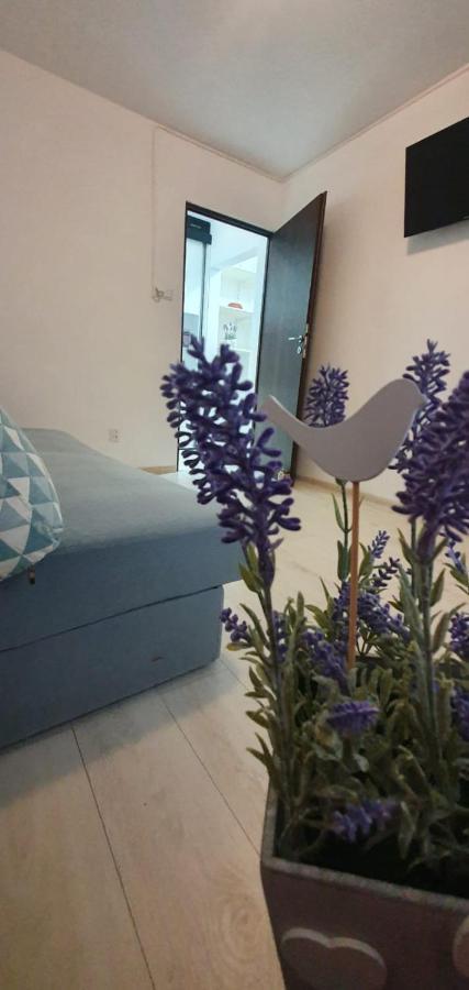 Apartament 3 Camere Spatios Timisoara Exterior foto